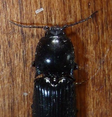 Selatosomus nigricans