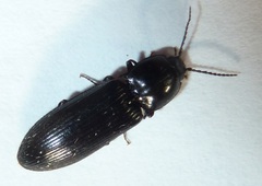 Selatosomus nigricans