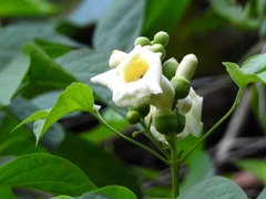 Amphilophium crucigerum