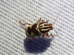 Cryptocephalus leucomelas