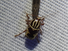 Cryptocephalus leucomelas