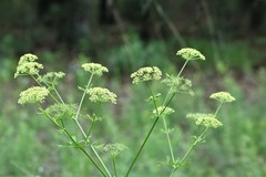 Polytaenia nuttallii