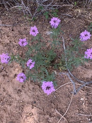 Glandularia wrightii