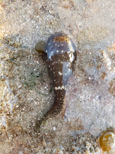 Bearded clingfish (Gobiesox papillifer) — Gobiesocidae — 4