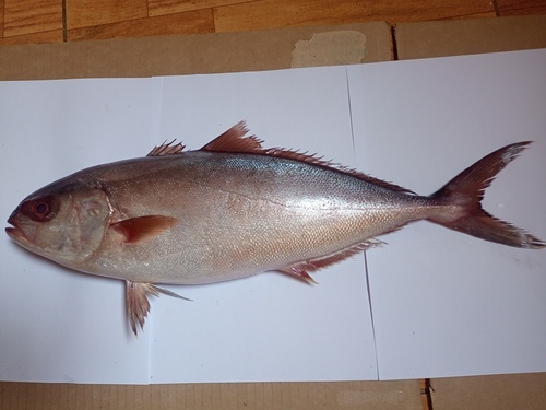 Fortune jack (Seriola peruana) — Carangidae — 4