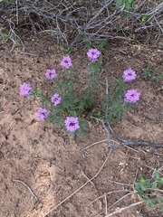 Glandularia wrightii