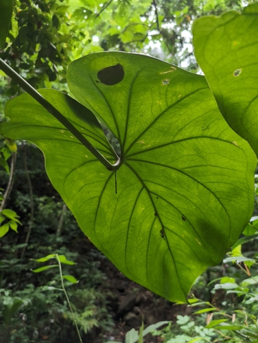 Image of Anthurium grandifolium by no rights reserved