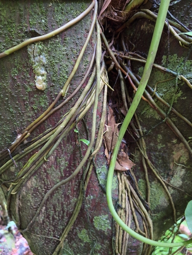 Image of Anthurium grandifolium by no rights reserved
