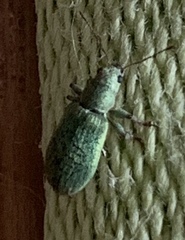 Pachyrhinus lethierryi