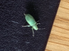 Pachyrhinus lethierryi