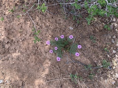 Glandularia wrightii