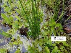 Equisetum palustre