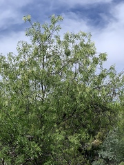 Fraxinus cuspidata