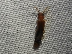 Distremocephalus texanus