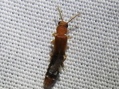 Distremocephalus texanus