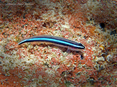 Caribbean Neon Goby photo 3
