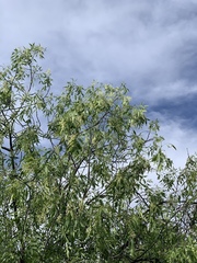 Fraxinus cuspidata