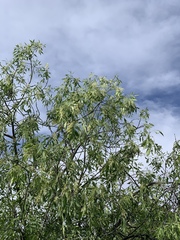 Fraxinus cuspidata