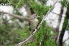 Vireo vicinior