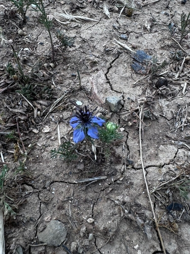Fennelflower (Nigella papillosa)