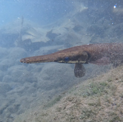 Tropical Gar photo 2
