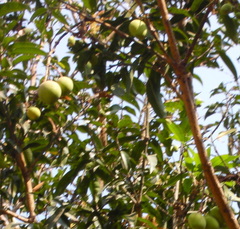 Mangifera indica