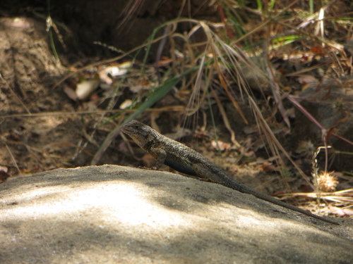 iNaturalist observation photo of Western Fence Lizard