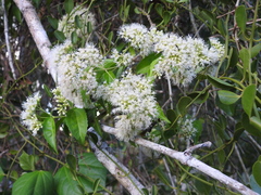 Koanophyllon albicaule