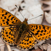 Pearl-bordered Fritillary - Photo (c) Paul Ritchie, some rights reserved (CC BY-NC-ND)