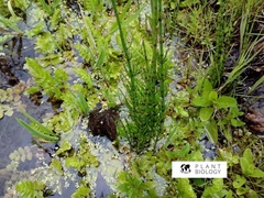 Equisetum palustre