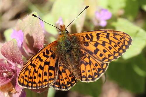 Pearl-bordered Fritillary
