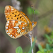 Pearl-bordered Fritillary - Photo (c) Anne SORBES, some rights reserved (CC BY-NC-SA)