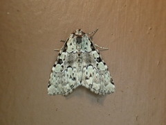Leuconycta lepidula
