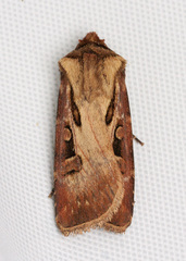 Agrotis vancouverensis