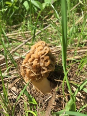 Morchella americana