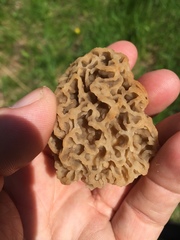 Morchella americana