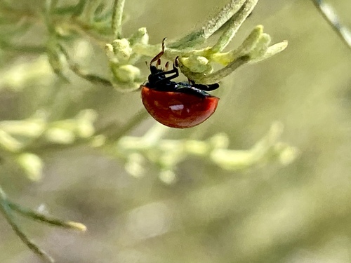 iNaturalist observation photo of Spotless Lady Beetle
