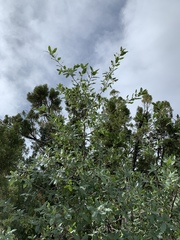 Quercus × undulata