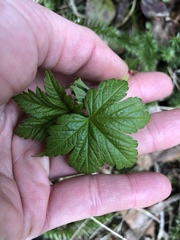 Ribes glandulosum