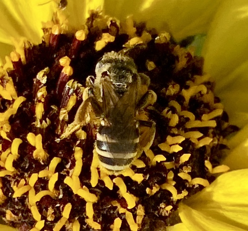 iNaturalist observation photo of Ligated Furrow Bee
