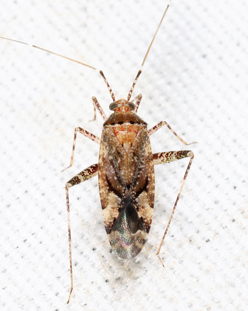 Phytocoris