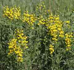 Thermopsis divaricarpa