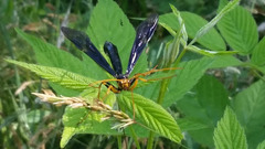 Megarhyssa atrata