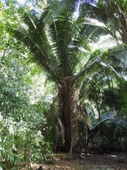 Attalea cohune