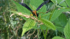 Megarhyssa atrata