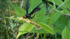 Megarhyssa atrata