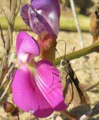 Torbenlarsenia gemella
