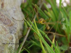Apterobittacus apterus