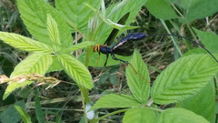 Megarhyssa atrata