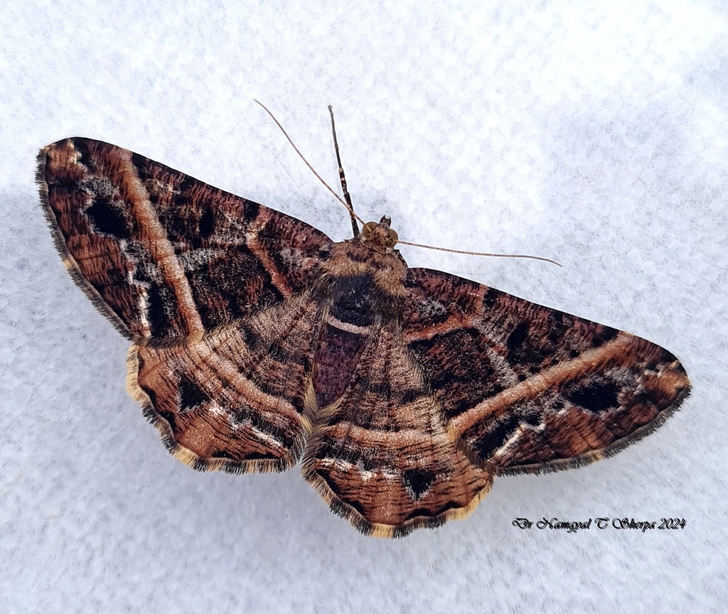 Harutalcis